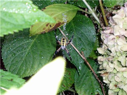 Spider in the bushes