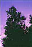 Purple Sky