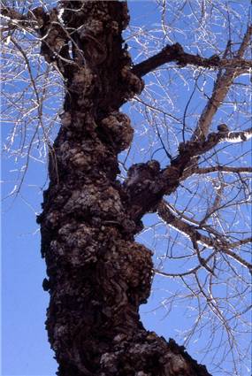 Gnarly Tree