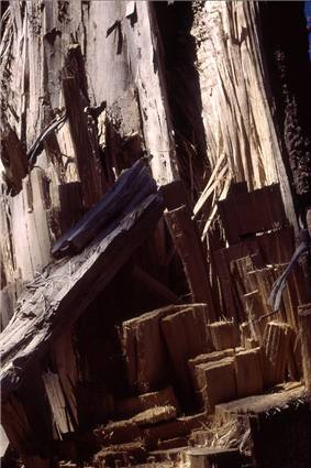 Mangled Tree Trunk